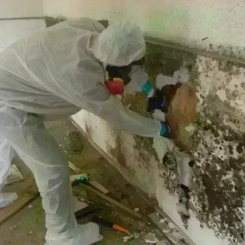 Mold Remediation and Removal in Bassett, VA